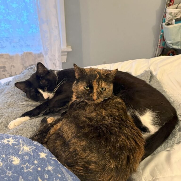 Money and JuJu cuddle